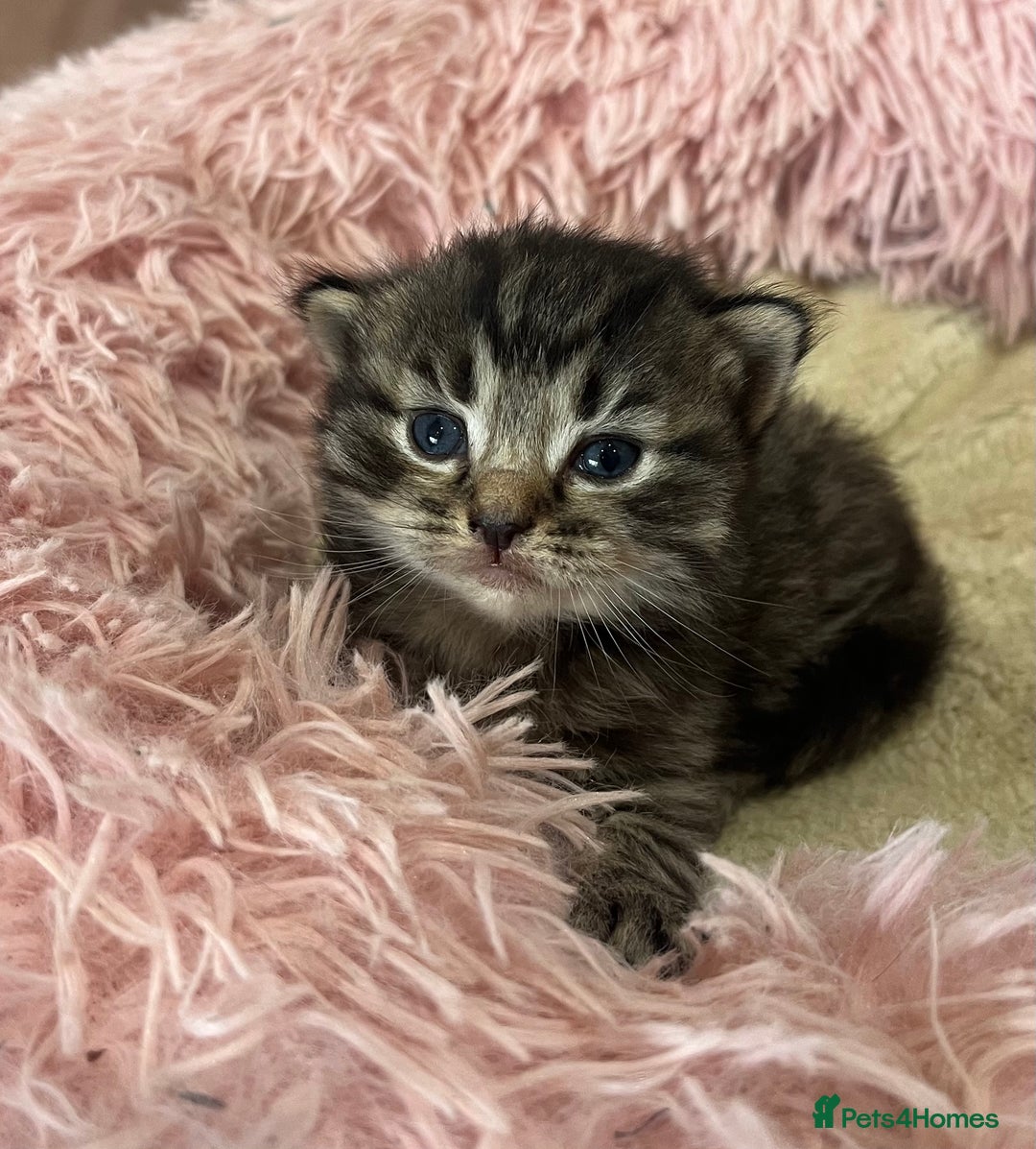 Ragdoll cats for sale: Beautiful ragdoll kittens - Image 2