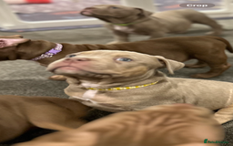 American Bully dogs for sale: Pocket bullies  ready to leave!! (Reduced) - Image 21