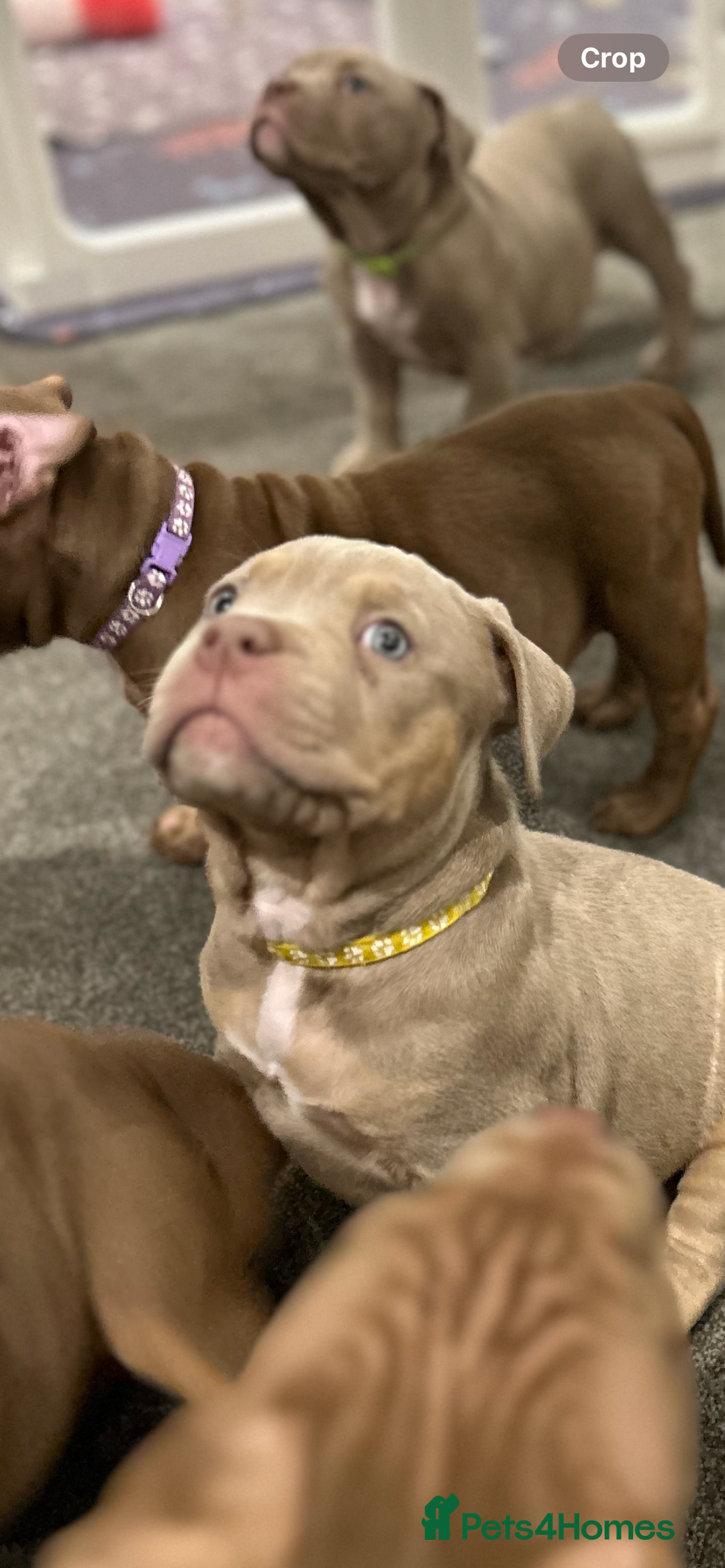 American Bully dogs for sale: Pocket bullies  ready to leave!! (Reduced) - Image 21