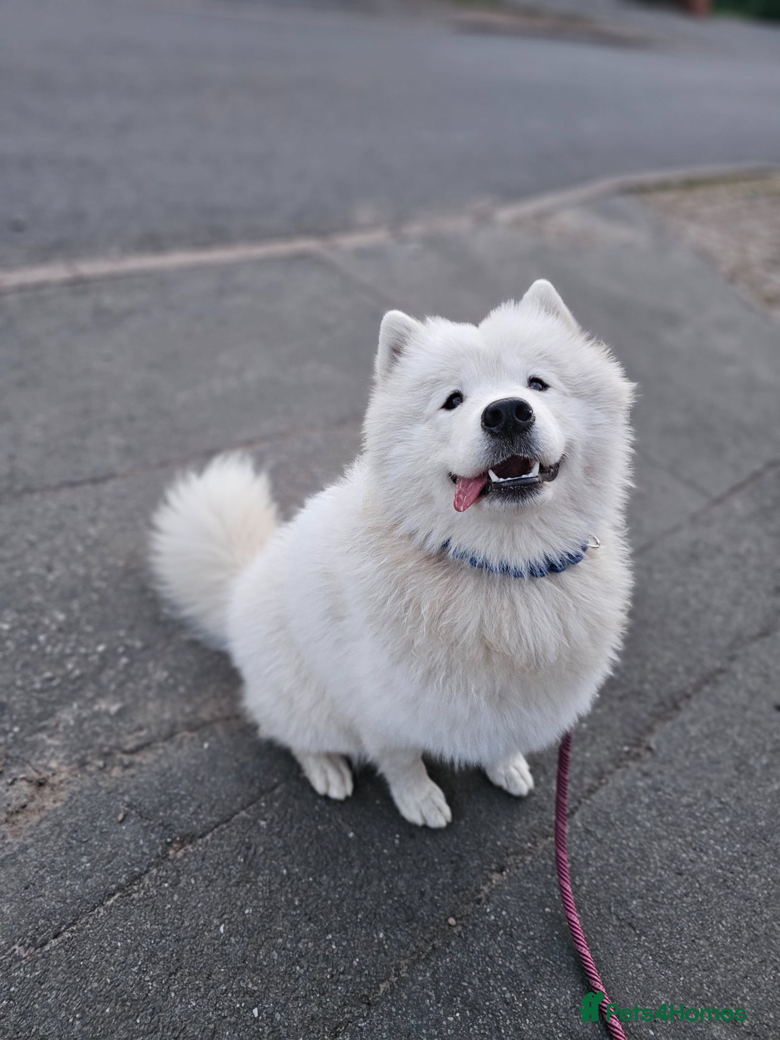 Samoyed dogs Samoyed female puppy - Advert 1