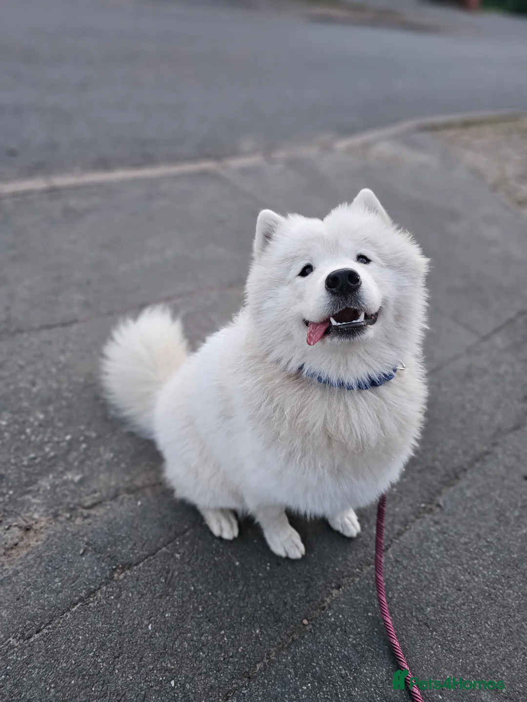 Samoyed dogs for sale: Samoyed female puppy - Advert 1