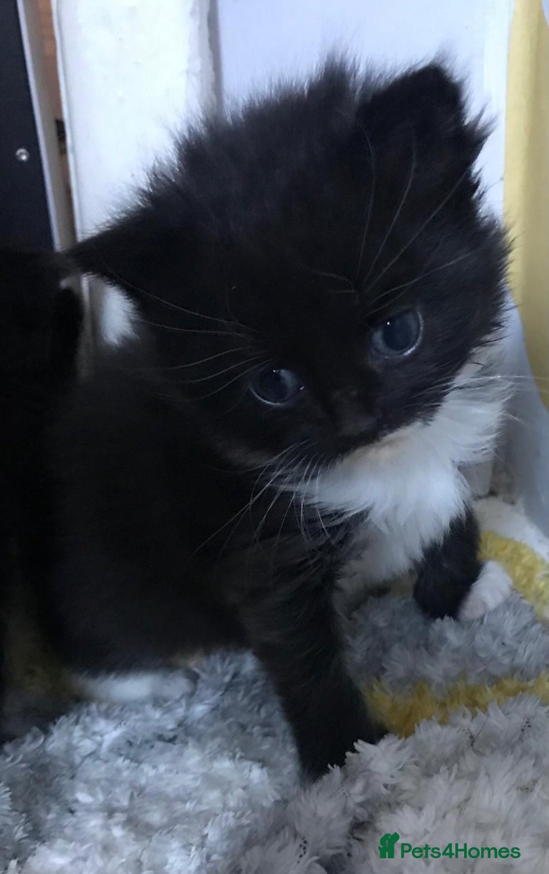 Mixed Breed cats for sale: Adorable half rag doll kittens  - Advert 14