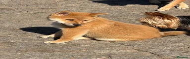 Shiba male red 