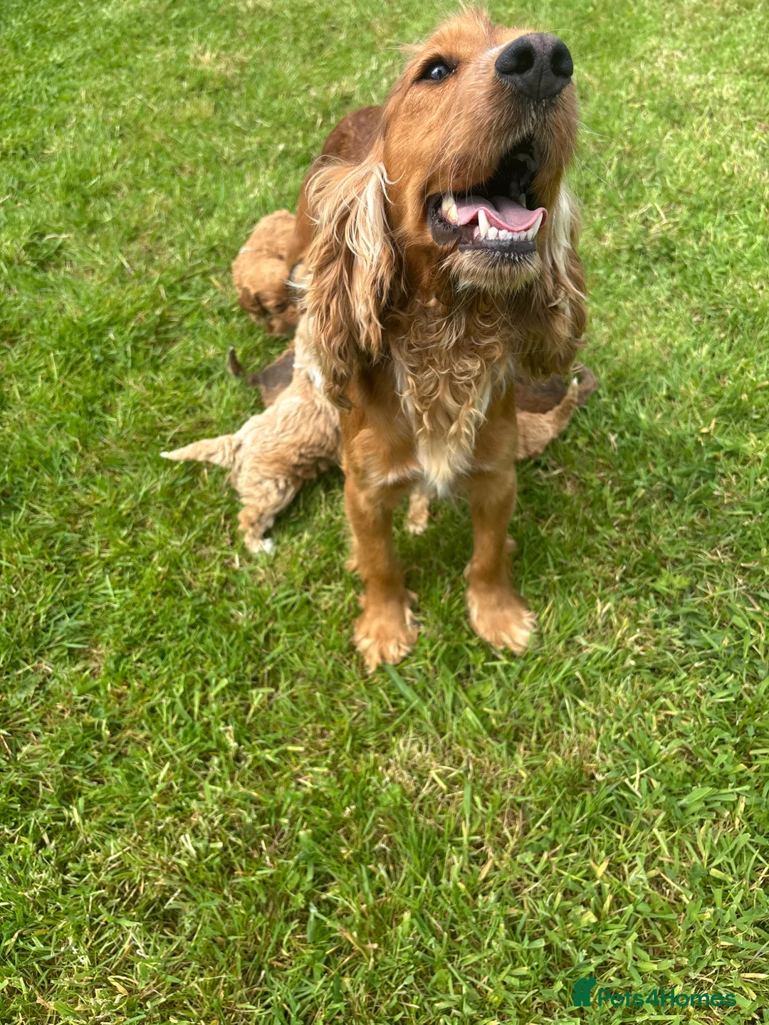 Cockapoo dogs for sale: Beautiful F1 cockerpoo puppies  - Advert 1