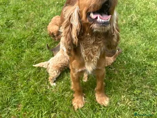 Cockapoo dogs Beautiful F1 cockerpoo puppies - Advert 2