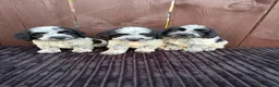 Cockapoo dogs for sale: cockapoos F1 puppy’s 6 available - Advert 19