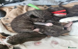 British Shorthair cats for sale: British Shorthair Mix Kittens  - Image 13