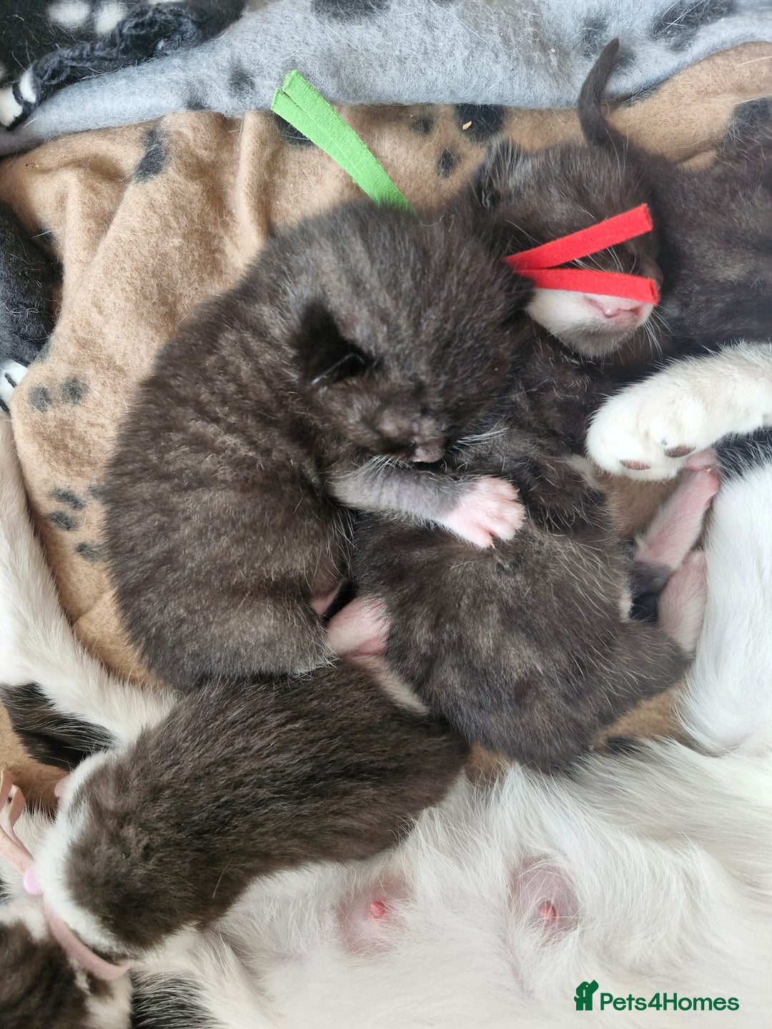 British Shorthair cats for sale: British Shorthair Mix Kittens  - Image 13