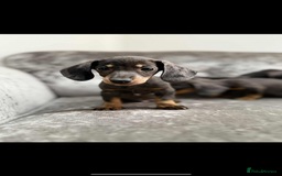 Miniature Dachshund dogs for sale: Miniature Dachshunds  - Advert 2