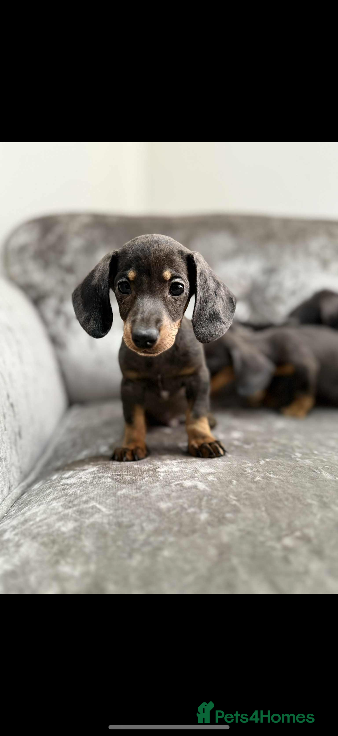 Miniature Dachshund dogs for sale: Miniature Dachshunds  - Advert 2