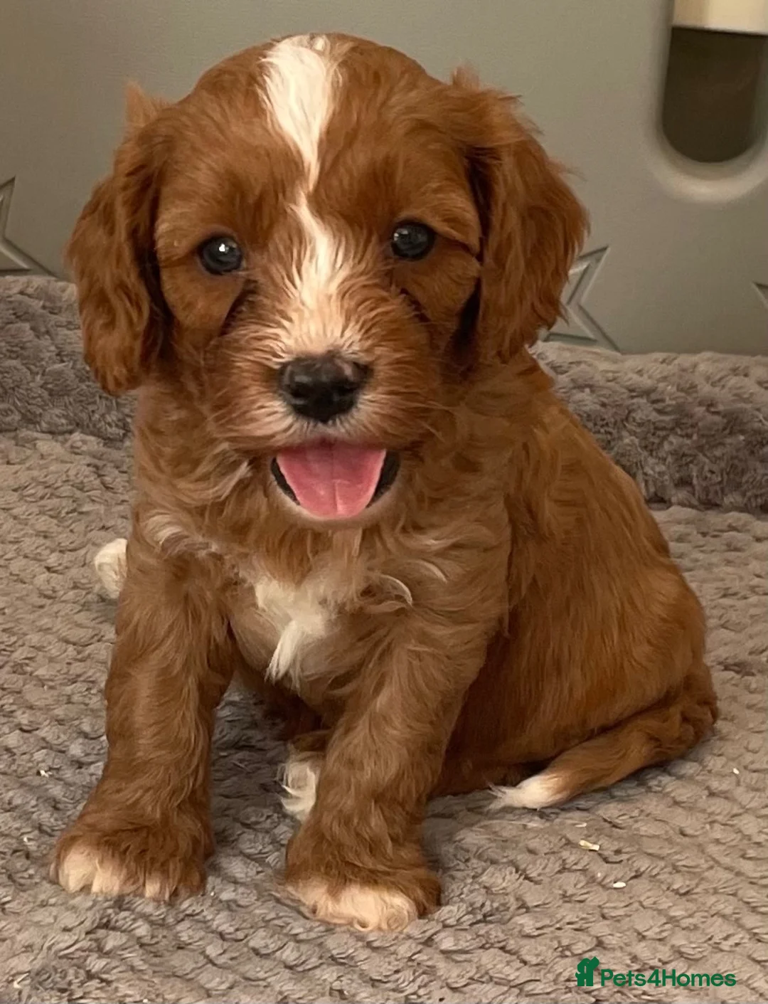 Cavapoo dogs for sale: 🐩🐶🐾FULLY HEALTH CLEAR F1 CAVAPOO🐾🐶🐩  - Advert 2