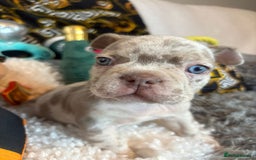 French Bulldog dogs for sale: Stunning Newshade French Bulldog Puppies - Image 26