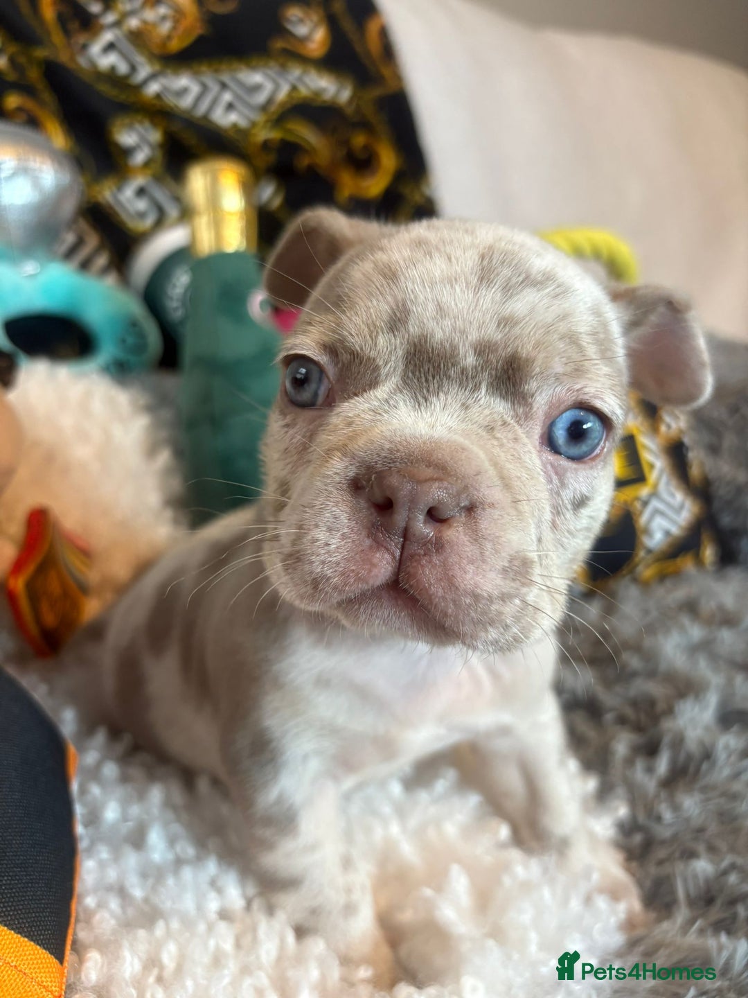 French Bulldog dogs for sale: Stunning Newshade French Bulldog Puppies - Image 26