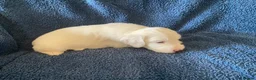 Cockapoo dogs for sale: Belles beautiful Angels  - Advert 10