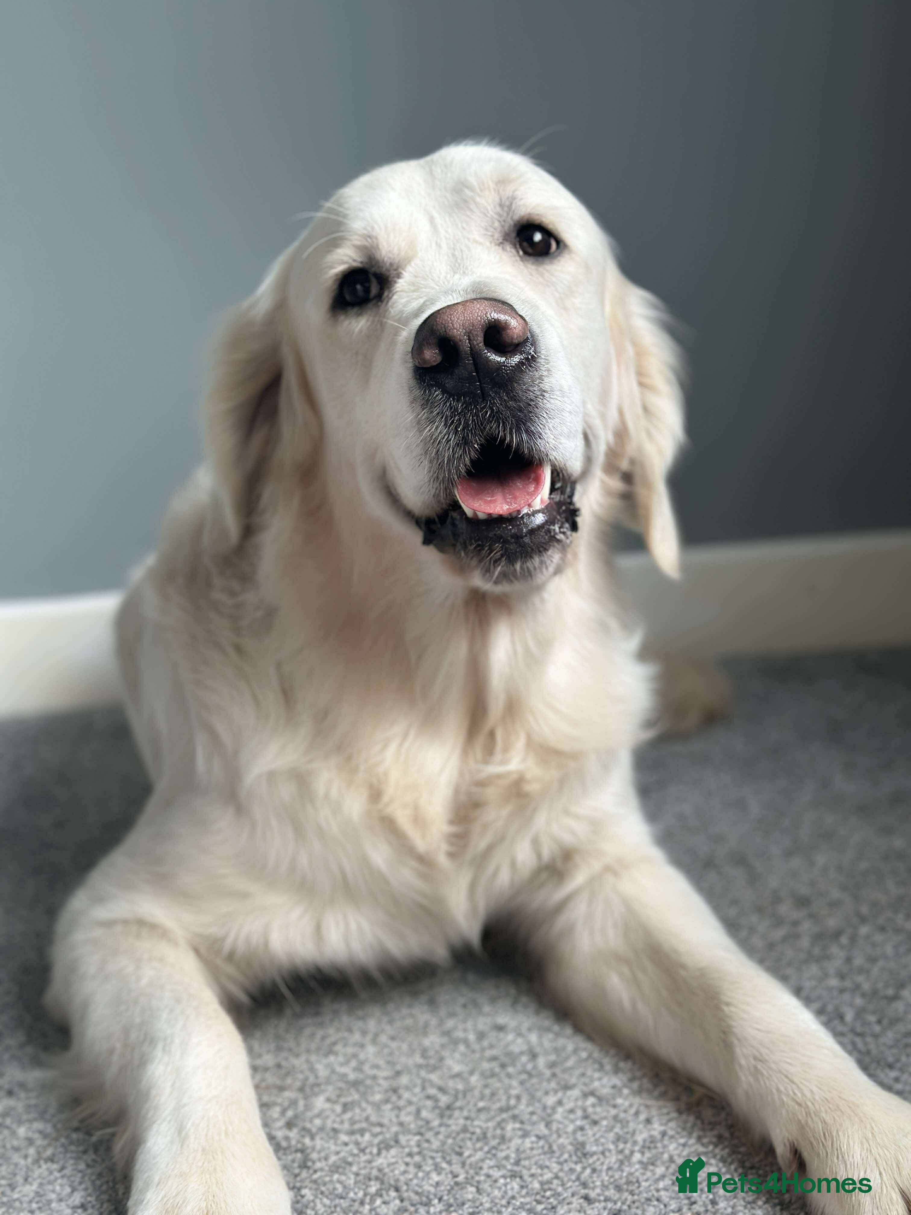 Golden Retriever dogs KC DNA tested Boy avialable for Stud - Advert 2