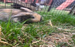 English Lop rabbits for sale: Beautiful bunnies in Pontefract - Image 14