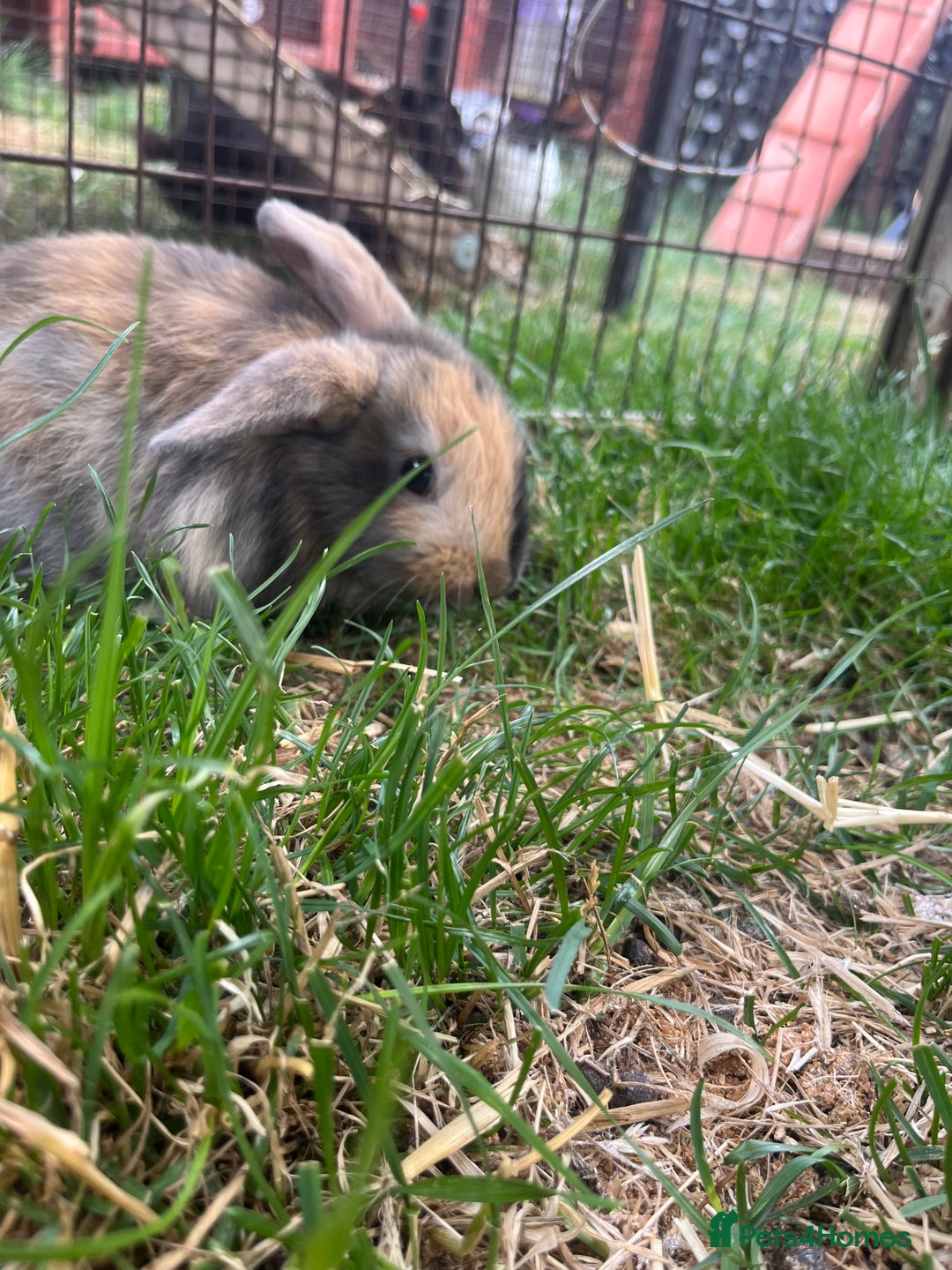 English Lop rabbits for sale: Beautiful bunnies in Pontefract - Image 14