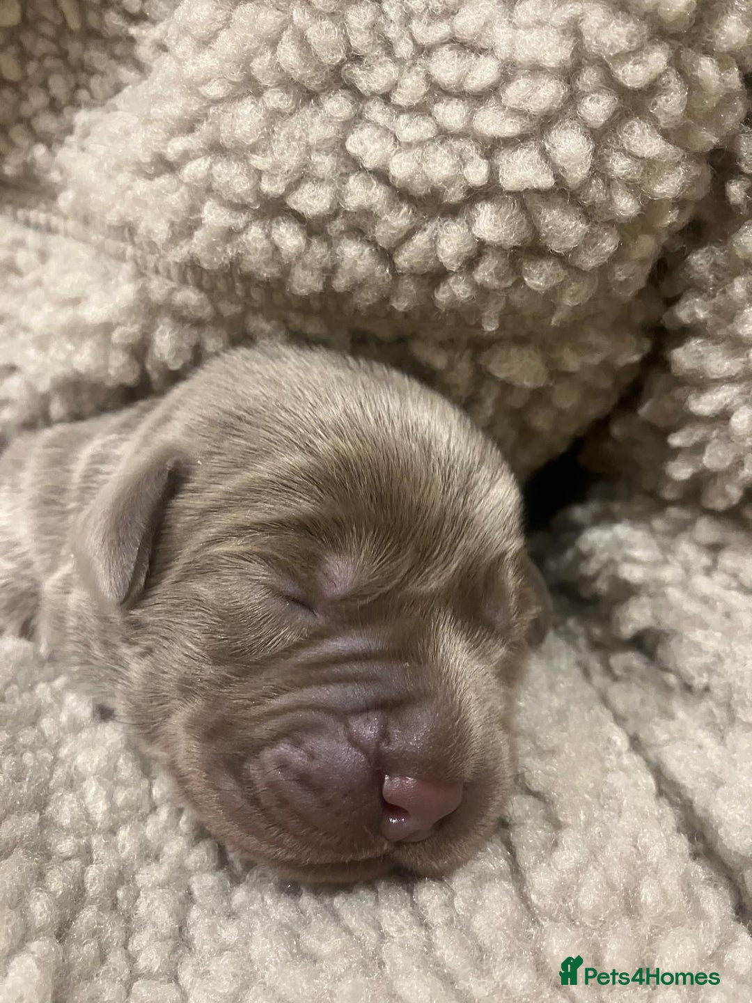 Labrador Retriever dogs for sale:  **  day Silver / Charcoal Labradors.  - Advert 12