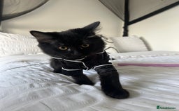 Domestic Shorthair cats for sale: Black kitten  - Advert 4