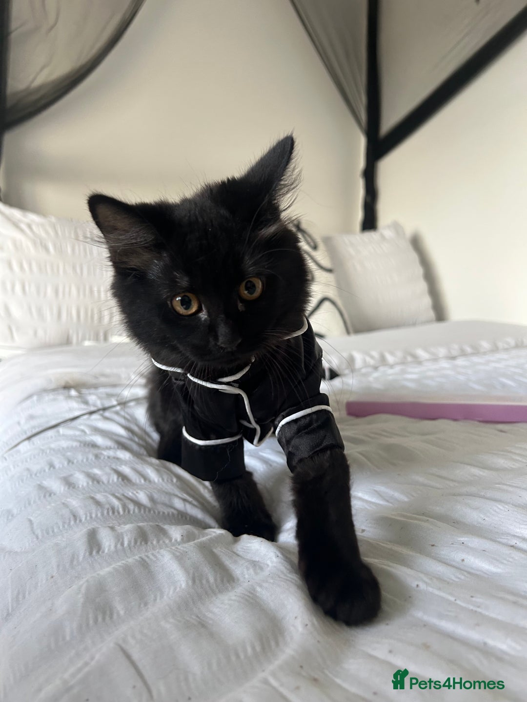 Domestic Shorthair cats for sale: Black kitten  - Advert 4