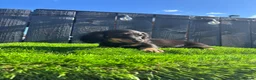 Miniature Dachshund dogs for sale: 🐾KC registered miniature dashunds now reduced 🐾 - Advert 5
