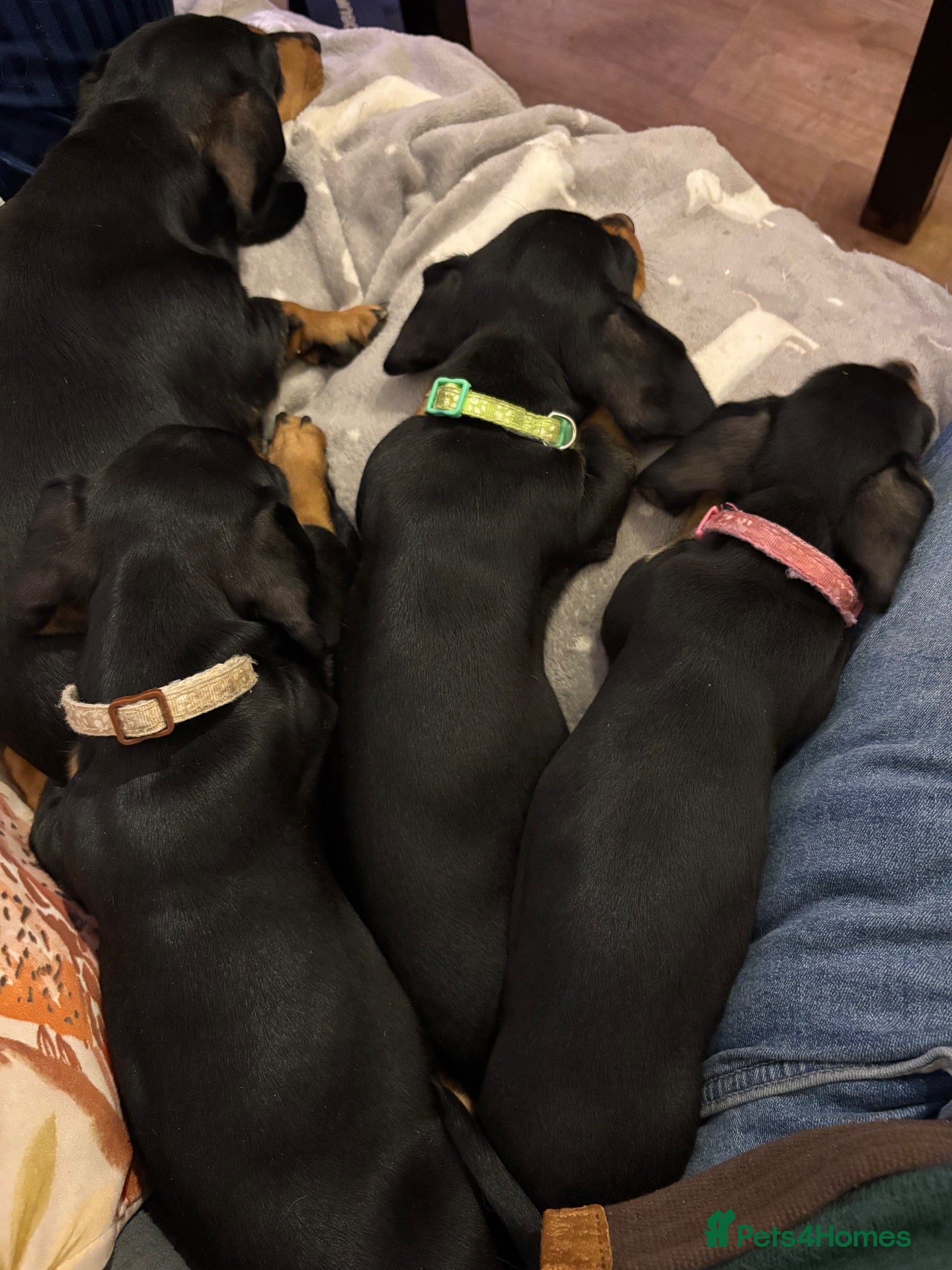 Miniature Dachshund dogs Miniature Smooth Dachshund's  - Advert 1