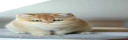 British Shorthair cats for sale: 🔥BRITISHSHORT HAIR KITTENS AND SCOTTISH FOLD 🔥 - Advert 16