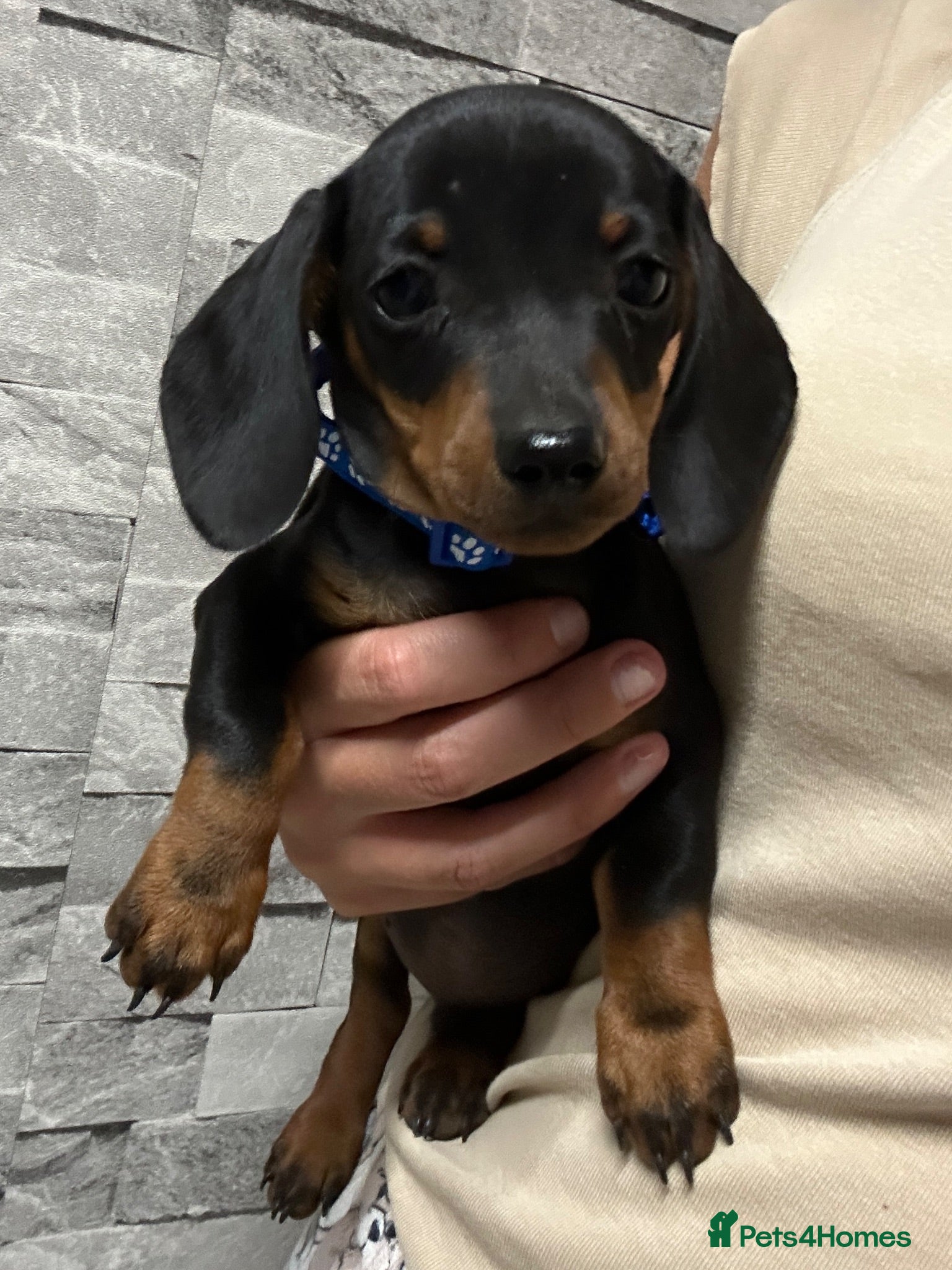 Miniature Dachshund dogs Miniature dachshund puppies  - Advert 1