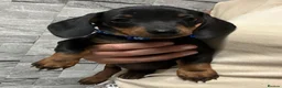 Miniature Dachshund dogs for sale: Miniature dachshund puppies  - Advert 1