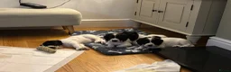 Cocker Spaniel dogs for sale: Working cocker spaniel puppies, Penylan, Cardiff  - Advert 22