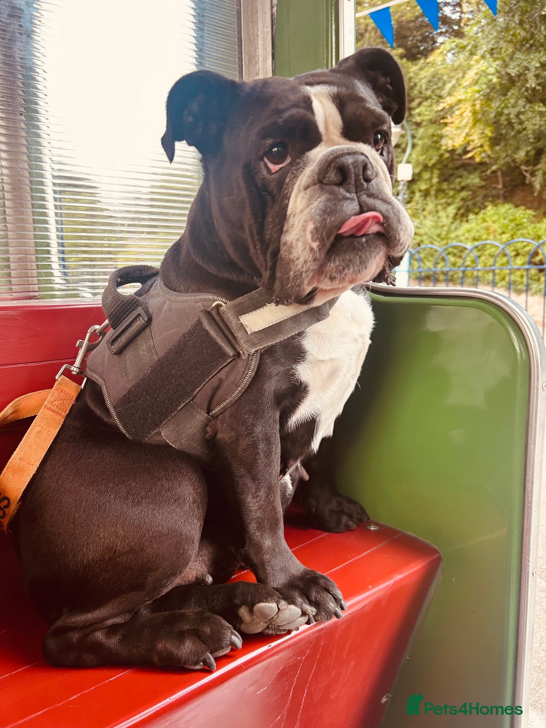 English Bulldog dogs for sale: English bulldog - Image 1