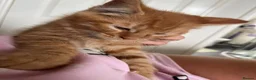 Maine Coon cats for sale: Beautiful Maine Coon Boy - Advert 10