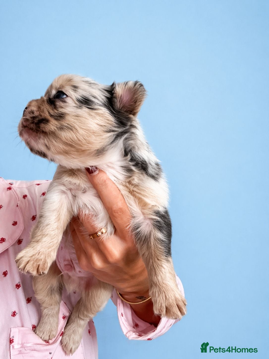 French Bulldog dogs French Bulldog  - Advert 20