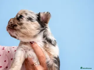 French Bulldog dogs French Bulldog - Advert 20