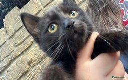 Domestic Shorthair cats for sale: 13 week old female kitten - Image 10