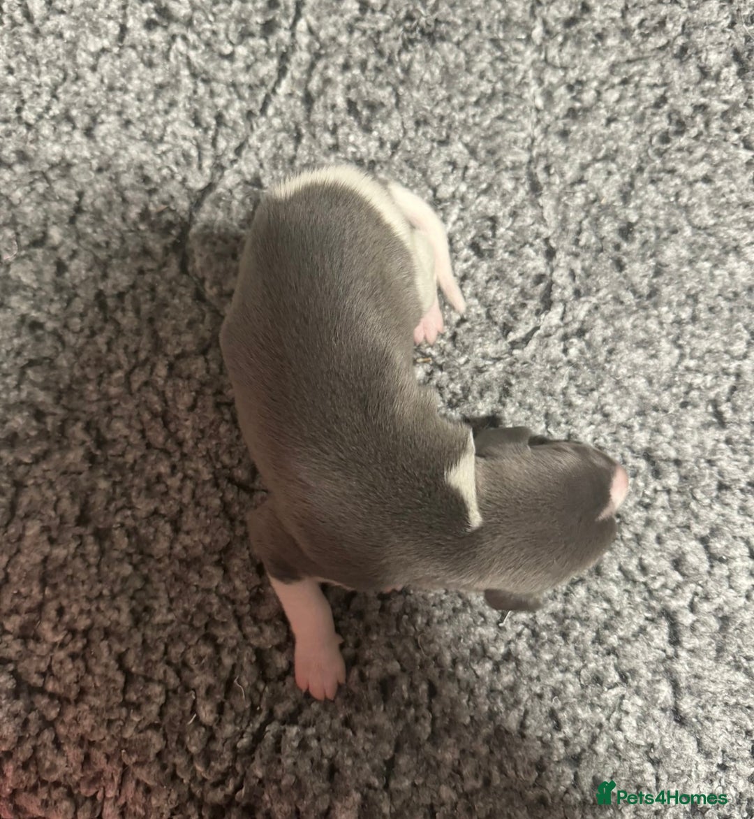 Whippet dogs for sale: Kc reg whippets  - Advert 3