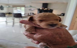 Miniature Poodle dogs for sale: Beautiful Miniature poodles  - Image 23