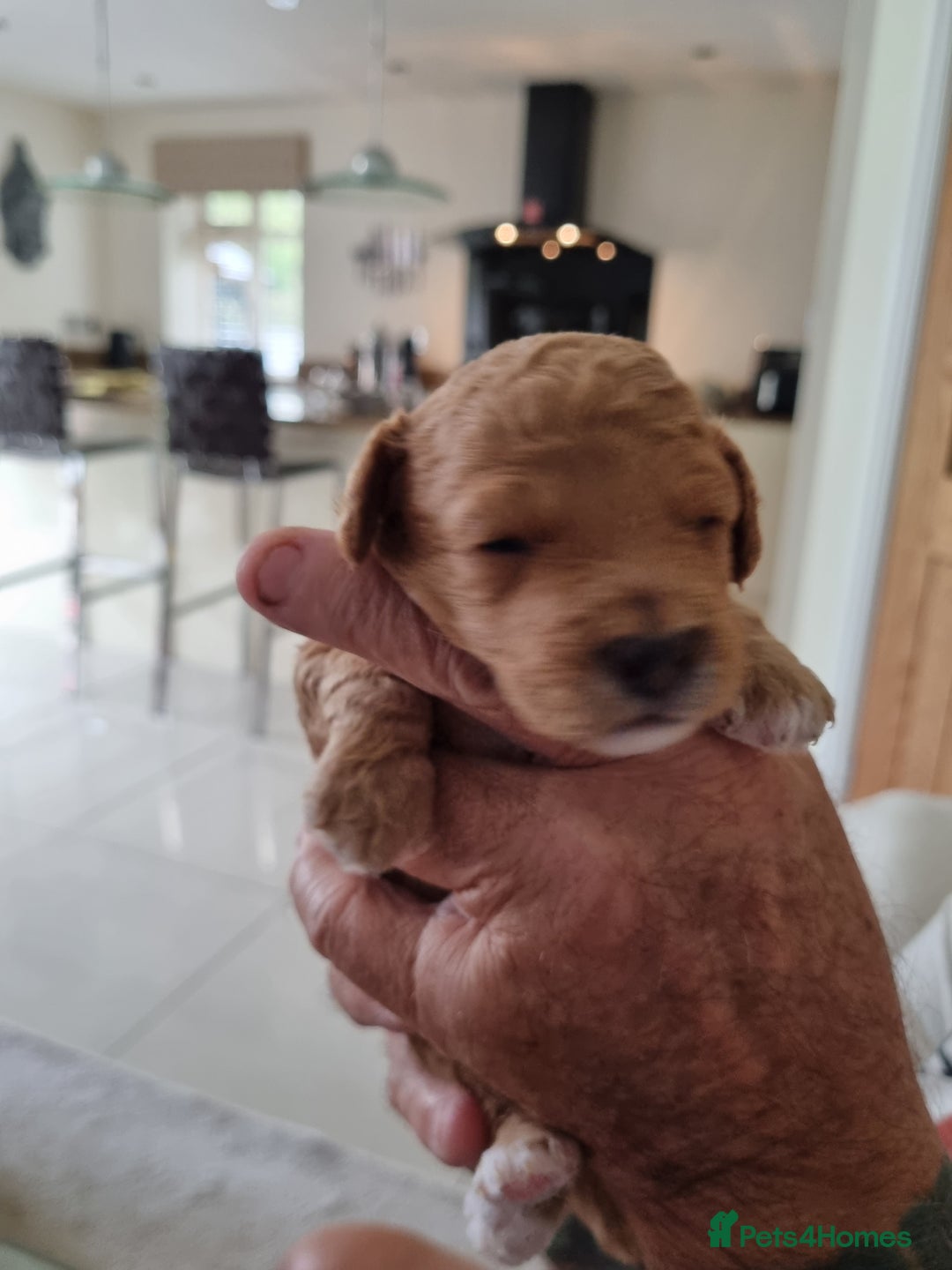 Miniature Poodle dogs for sale: Beautiful Miniature poodles  - Image 23