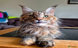 Maine Coon cats for sale: Pedigree MC girl  - Image 1