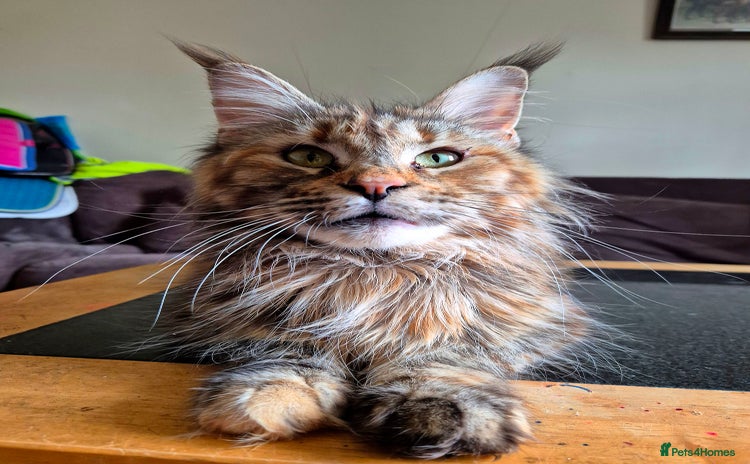 Maine Coon cats - Advert 7
