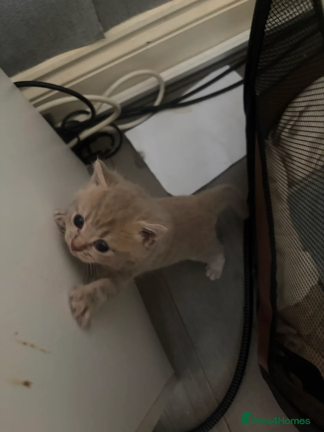 Mixed Breed cats for sale: British blue cross Norwegian  - Advert 10