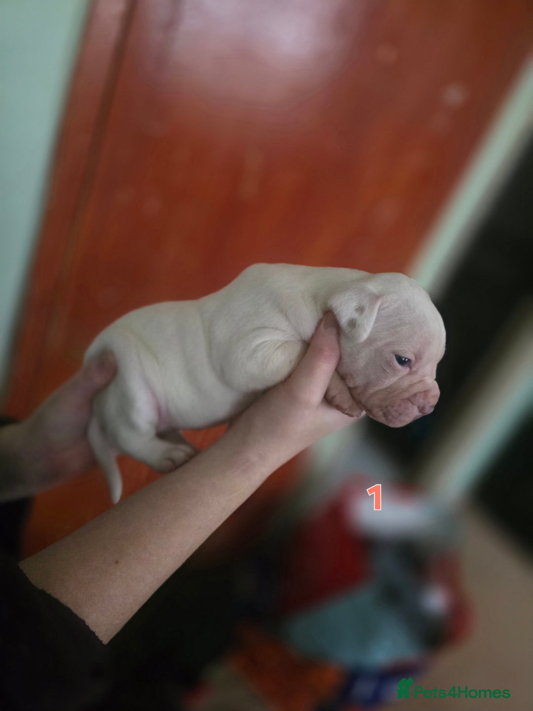American Bully dogs for sale: Standard American bullys - Advert 10
