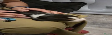 Beagle 1