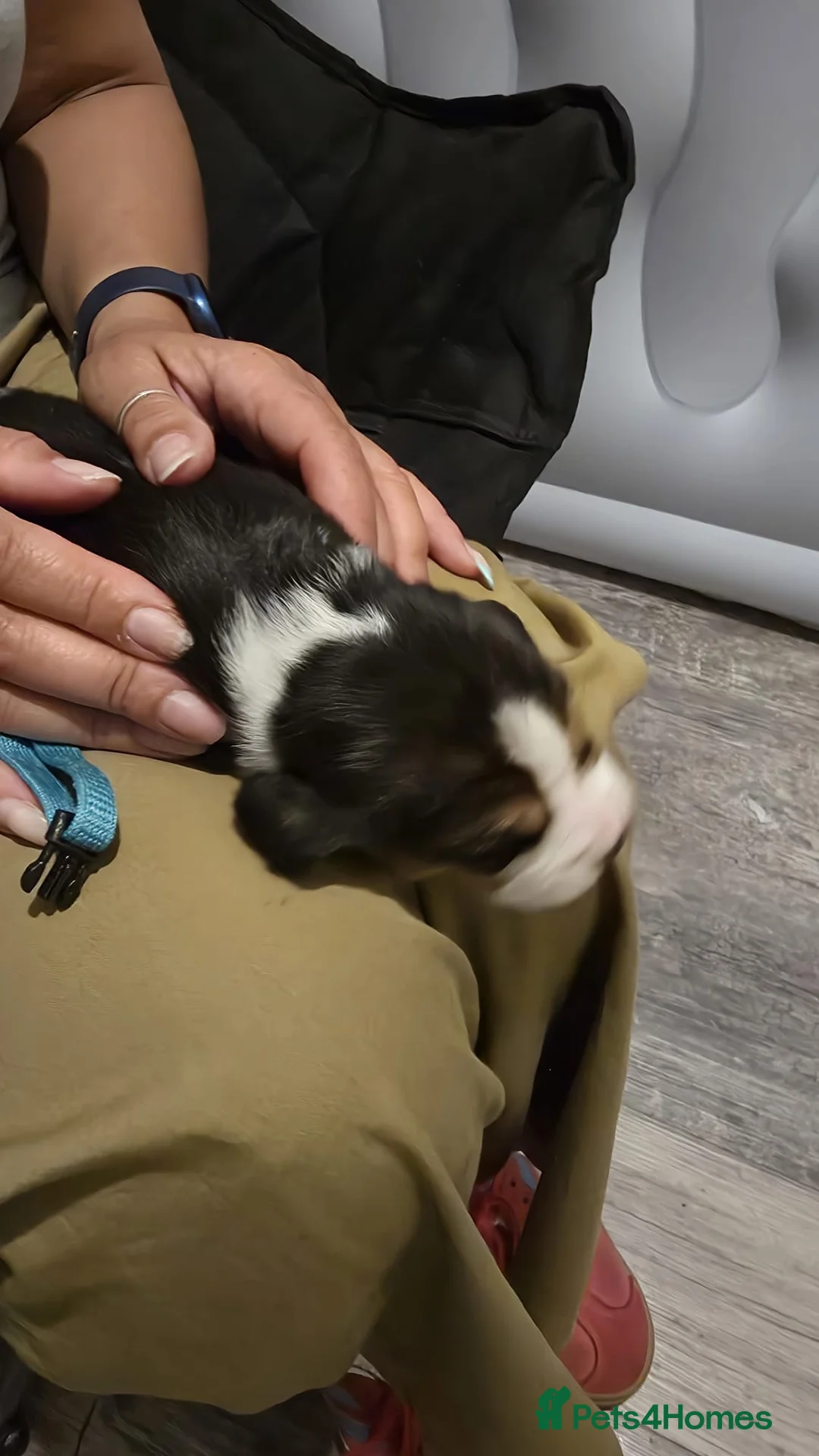 Beagle dogs for sale: RKC Registered Puppies for Sale - Advert 7