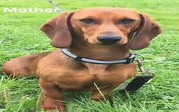 Dachshund dogs for sale: Beautiful Dachshund Puppies 🤩 - Image 9