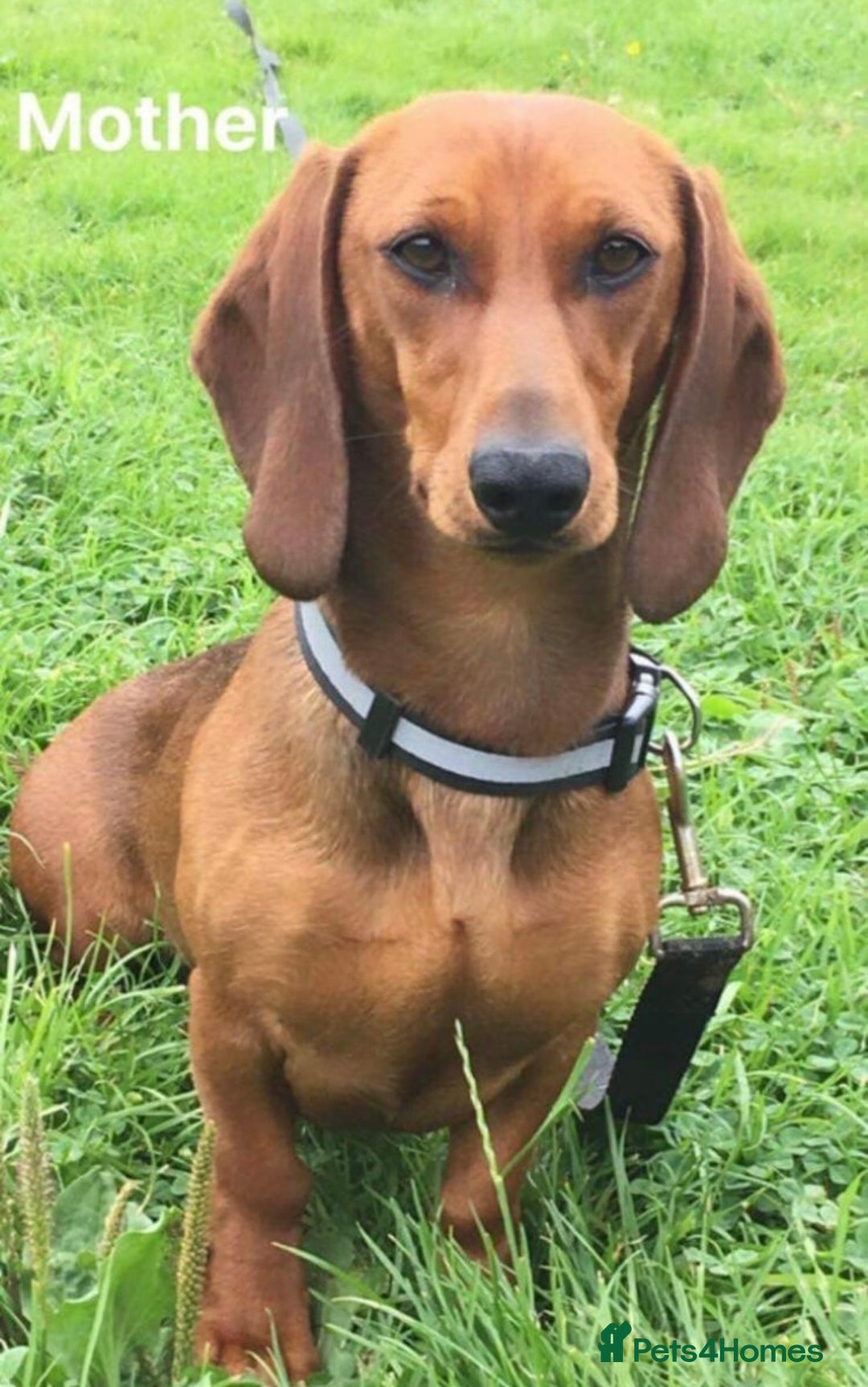 Dachshund dogs for sale: Beautiful Dachshund Puppies 🤩 - Image 9