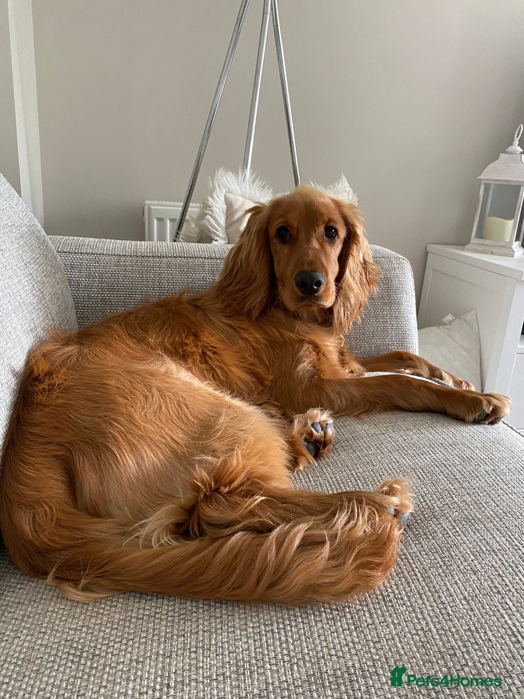Cocker Spaniel dogs for stud: Working Cocker Spaniel in Bridgend - Image 10
