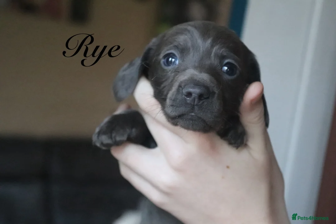 Miniature Dachshund dogs for sale: Miniature Dachshund pups❤️ - Advert 8