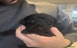 Standard Poodle dogs for sale: KC registered Poodles - Image 8