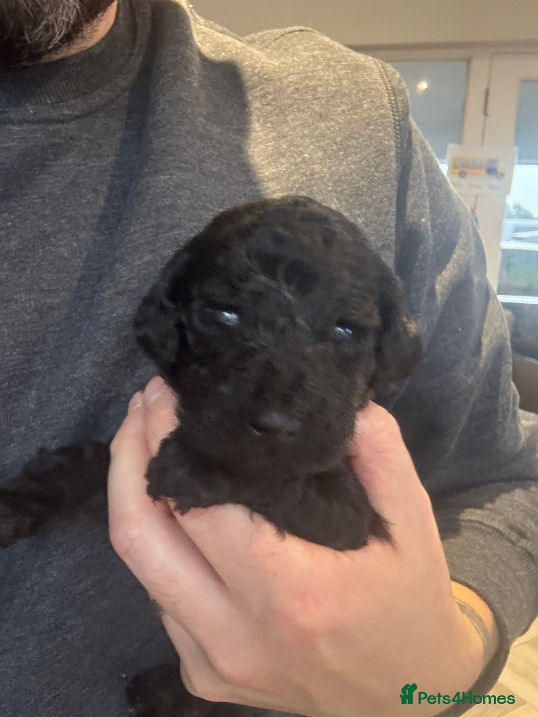 Standard Poodle dogs for sale: KC registered Poodles - Image 8